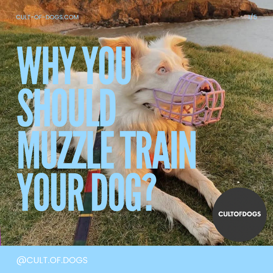 Muzzle Training: Step-By-Step Guide