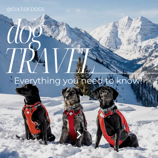 Traveling Abroad with Your Dog: A Personal Journey