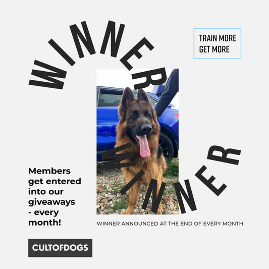 Celebrating our Cult of Dog Family: January Giveaway Winner