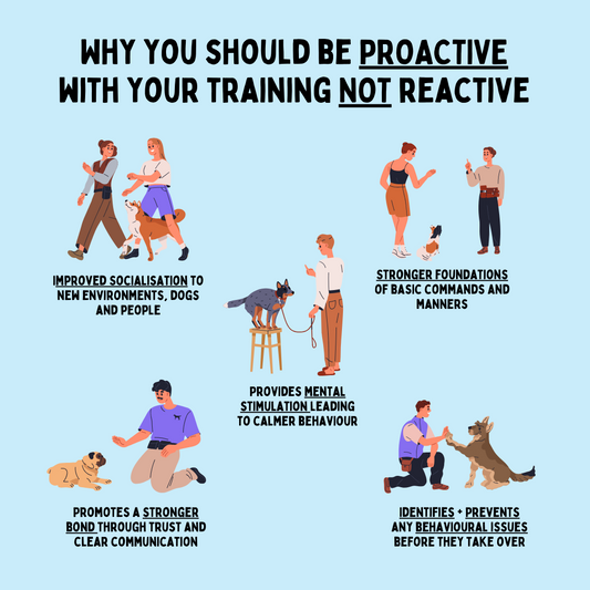 The Importance of Proactive Dog Training