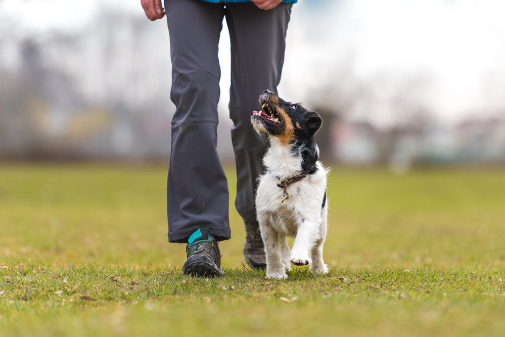 Advanced Obedience Dog Training across Essex, Surrey, Hertfordshire and London.