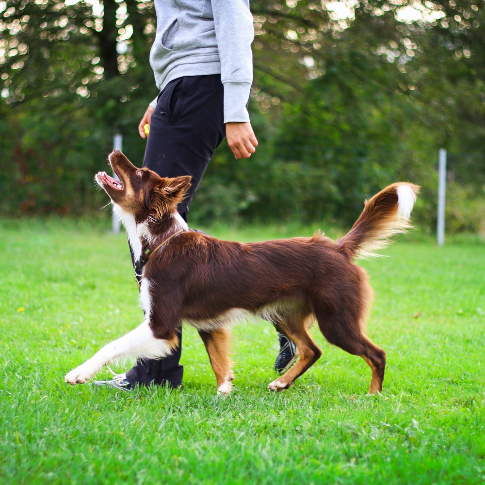 Advanced Obedience Dog Training in Essex, Surrey, London, Hertfordshire and Berkshire.