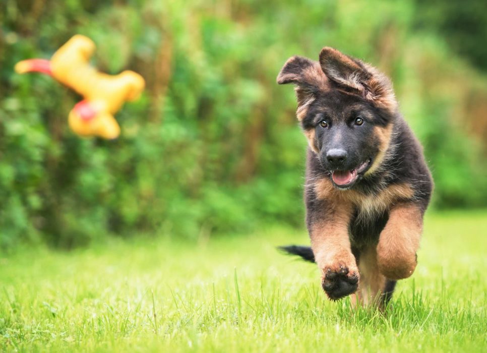 Dog and Puppy Group Training in Surrey, Essex, Berkshire and Hertfordshire.