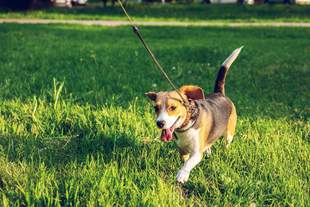 Dog and puppy training for walking on lead in Essex, Surrey, Berkshire and Hertfordshire.