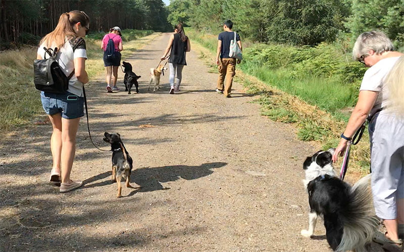 Dog and Puppy Pack Walks and Group Training in Surrey, Essex, Berkshire and Hertfordshire.