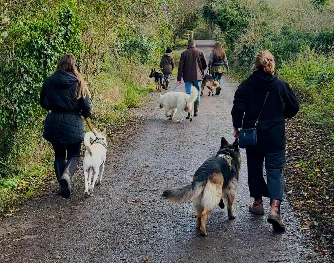 Cult of Dogs Neutral Pack Walks for dogs in Essex, London, Surrey and Berkshire.
