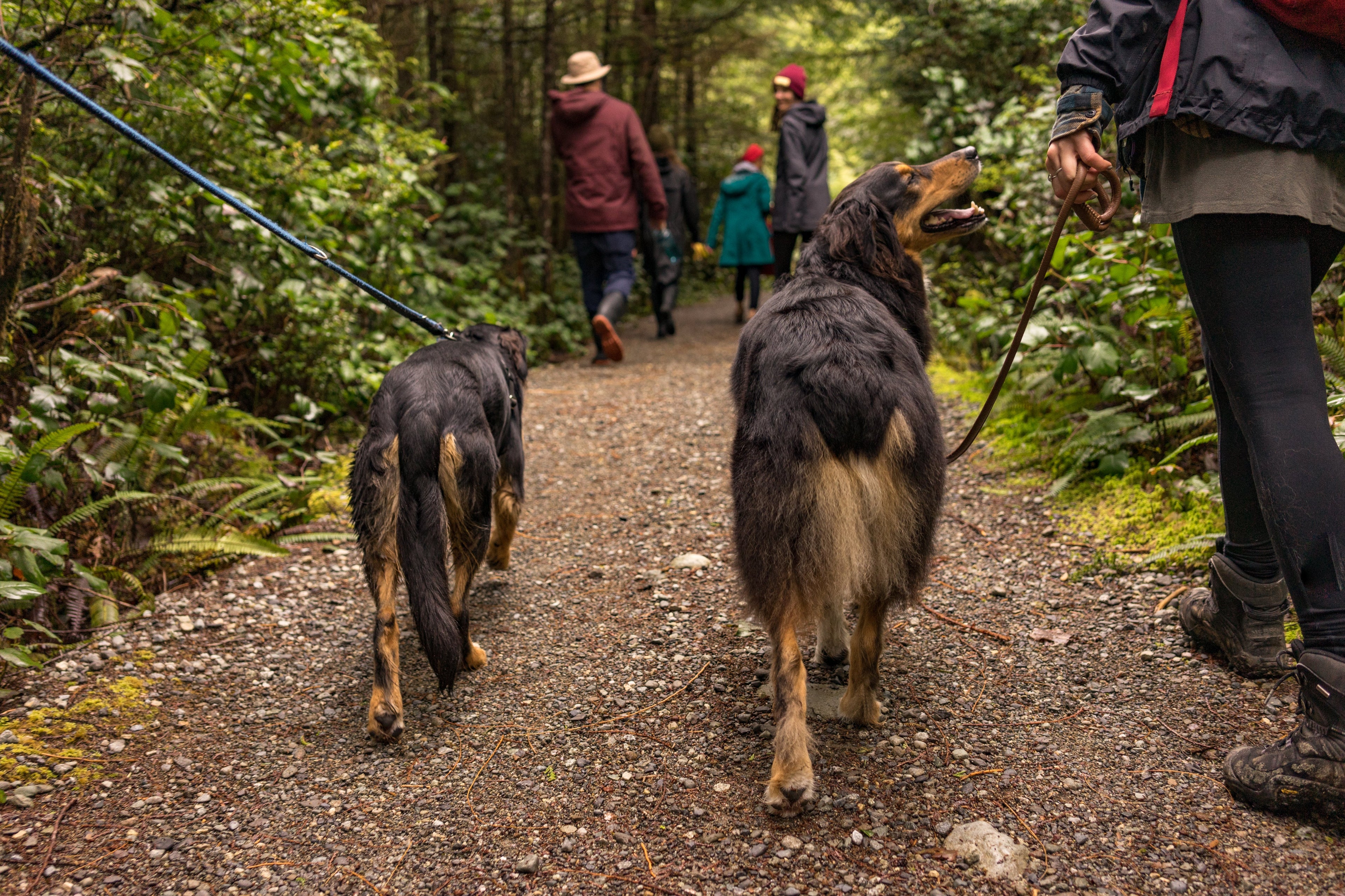 Dog and Puppy Group Walks and Training in Surrey, Essex, Berkshire and Hertfordshire.