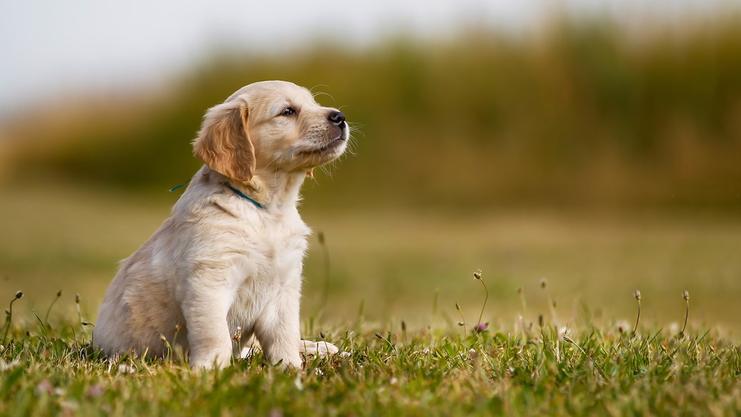 Puppy training basic commands 