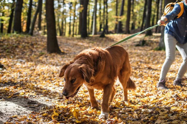 How to stop dogs pulling on lead and teach puppies leash manners.
